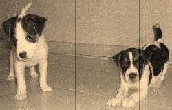 vendo 2 hermosos jack russell terrier cartagena, colombia