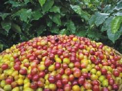 Vendo Hermosa Finca Cafetera Quindio, Colombia