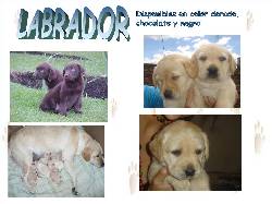 CACHORROS LABRADOR DORADOS Y CHOCOLATES BOGOTA, COLOMBIA