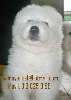 Lleva un samoyedo a casa. Nueva Camada! Bogot Col. Bogot, Colombia