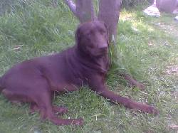 BUSCO NOVIA LABRADOR RETRIEVER CHOCOLATE UBATE, COLOMBIA