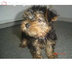 Skylar se registr� una peque�a adorable cachorro d 3call, Barcelona 