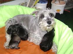 Hermosos Cachorros Schnauzer Bogot, Colombia