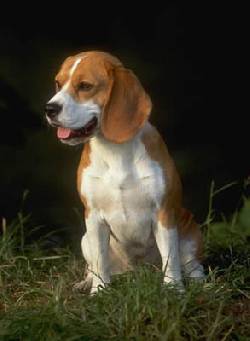 BEAGLE CACHORROS LIMON O TRICOLOR VENDO //ENVIOS// bogota, colombia