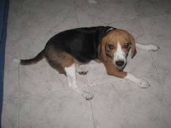 busco Beagle hembra tricolor villavicencio, colombia