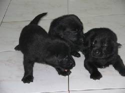 3 LABRADORAS NEGRAS DE L.D.S. $180.000,oo Bogota, Colombia
