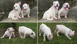 BULLDOG INGLES - Vendo hembras de 6 meses CALI, COLOMBIA