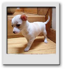 HERMOSOS CACHORROS CHIHUAHUA Bogot�, Colombia