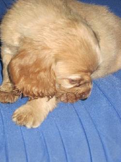 COCKER SPANIEL PUROS EN CALI Cali, Colombia