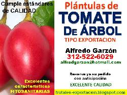 Semillas TOMATE de ARBOL semillero PLNTULAS plantas Bogota, Colombia