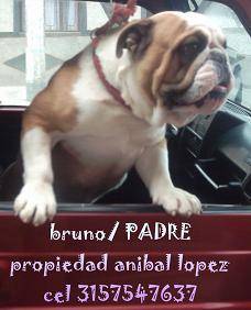 VENDO CACHORROS VARIAS RAZAS cali, colombia