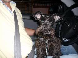 BUSCO PERRITA SNAUSER PERDIDA barranquilla, colombia
