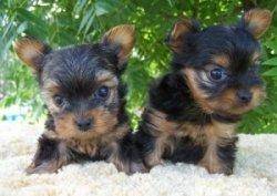 cachorritas yorkshire terrier minis ~$ 1.000.000 yotoco, colombia