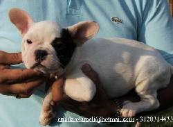 BULLDOG FRANCES CALI, COLOMBIA