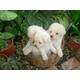 POODLES MINI TOY  BLANCOS L.D.S  ESPECTACULARES BOGOTA, COLOMBIA