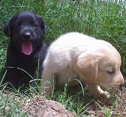 CACHORROS LABRADOR DORADOS Y NEGROS!! bogota, colombia
