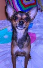 Chihuahua  Bogota , Colombia 
