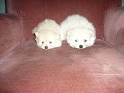 CACHORRITOS POMERANIA Bogota, Colombia