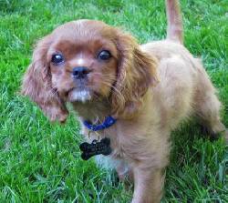 Cavalier King Charles cachorros La Paz, Mexico