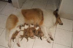 VENDO CACHORROS PASTOR COLLIE ESPECTACULARES bogota, colombia