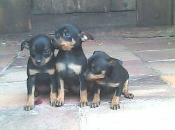 ESPECTACULARES PINSCHER PADRE REGISTRADO!! bogota, colombia