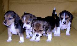 hermosos cachorros BEAGLE 13
