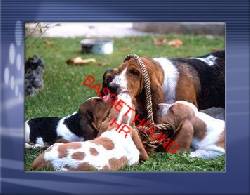 Basset Hound espectaculares y excelentes  bogota, colombia