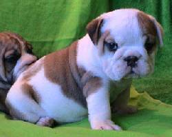 Bulldog Inglese En Adopcion Bogota, Colombia