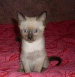 VENDO HERMOSOS GATITOS! Bogot, Colombia