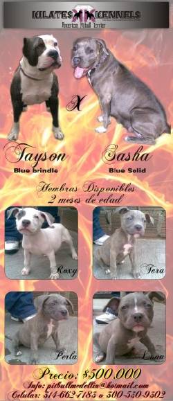 PITBULL CACHORROS GRISES Medellin, Colombia