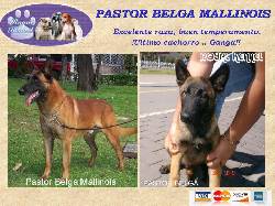PASTOR BELGA MALLINOIS DE ROYAL KENNEL !GANGA!  BOGOTA, COLOMBIA