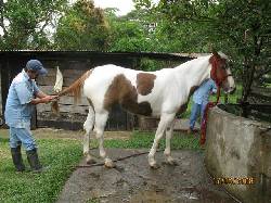 VENDO CABALLO/ YEGUA AMANSADA IMPORTADA DE USA LIS Bogot, Colombia