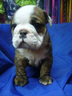 Bulldog Ingles - LA GRANJA CACHORROS Bogot, Colombia