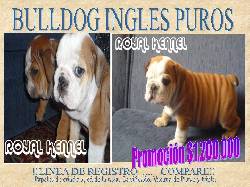BULLDOG INGLES DE ROYAL KENNEL BOGOTA, COLOMBIA