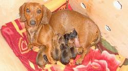 vendo espectaculares cachorros teckel dachshund (s medellin, colombia
