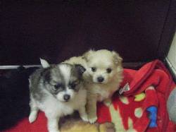 vendo cachorros pomerania baratisimos!!!! bogota, colombia