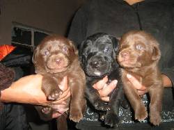 VENTA DE LABRADORES RETRIEVER DORADOS CHOCOLATES Y bogota, colombia