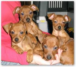 VENDO 3 LINDOS CACHORROS PINCHER MINIATURA L.D.S  Bogota, Colombia