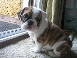Bulldog Ingls Cachorros Para Adopcin cali, espana