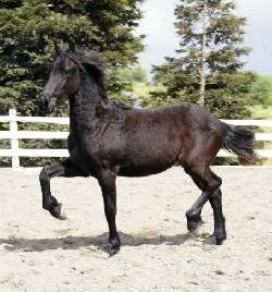 Caballo frisn en venta muy barato bogota, Colombia  