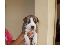 vendo cachorro pit bull de un mes monteria, colombia