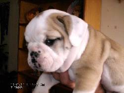 BULLDOG Excelente Cachorrita! BOOGTA, COLOMBIA
