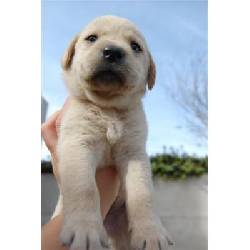 CACHORROS LABRADOR DORADOS Y NEGROS $100.000 bogota, colombia