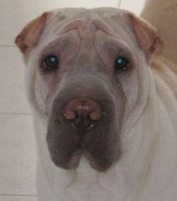 vendo sharpei Cali, Colombia