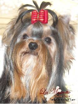 Criadero LA MASCOTTE -Yorkshire Terrier-Bulldog Frances Medellin, Colombia