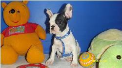 BULLDOG FRANCES - Vendo machos de todas las edades CALI, COLOMBIA
