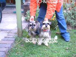SCHNAUZER MINIATURA DE ROYAL KENNEL !20 RAZAS! BOGOTA, COLOMBIA