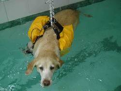 FISIOTERAPIA Y REHABILITACION EN PERROS Y GATOS Medellin, Colombia