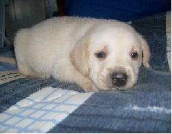 vendo cachorro labrador bogota, colombia
