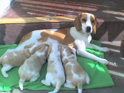 hermosos beagle limon BOGOTA, COLOMBIA